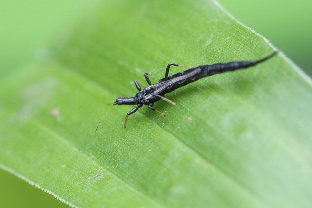 Thysanoptera thrip in Thailand