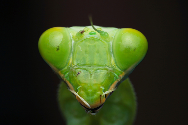 Green mantis portrait
