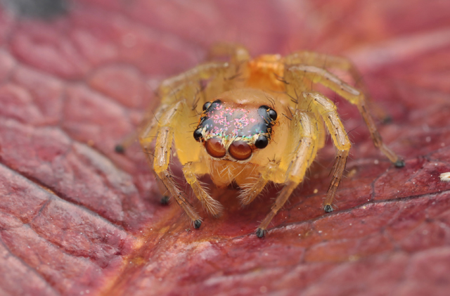 Setae scales on jumping spider´s cephalothorax
