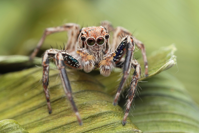 Plexippus petersi jumping spider from Koh Samui