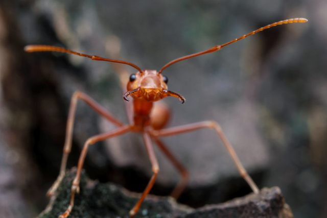 Weaver ant showing off its razorsharp mandibles on Koh Samui, Thailand