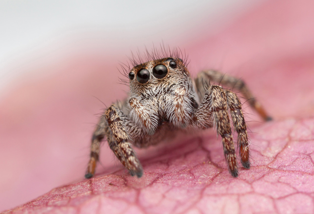 Baryphas ahenus female jumping spider South Africa