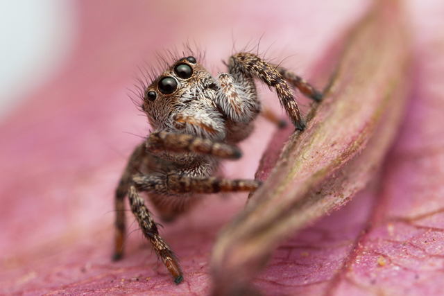 Baryphas ahenus female jumping spider South Africa