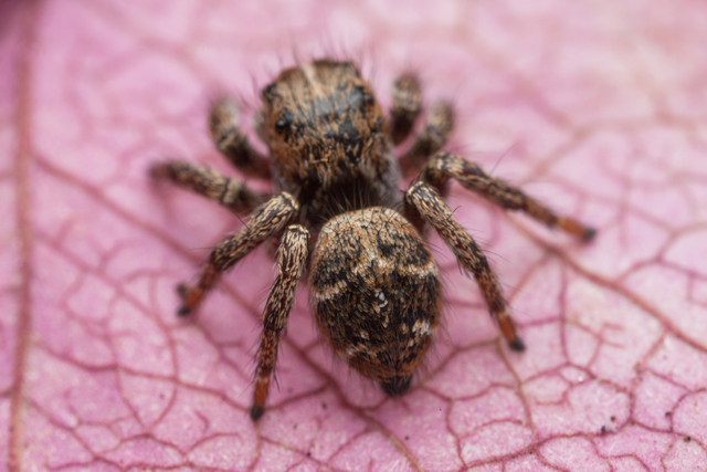 Baryphas ahenu females jumping spider abdomen habitus South Africa