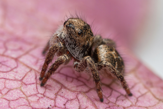 Baryphas ahenus female jumping spider South Africa