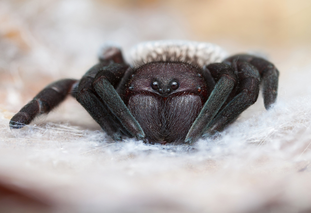 Gandanameno velvet spider from South Africa