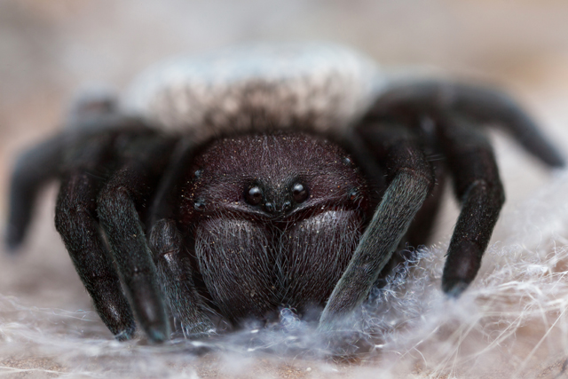 Close-up of Gandanameno velvet spider from South Africa