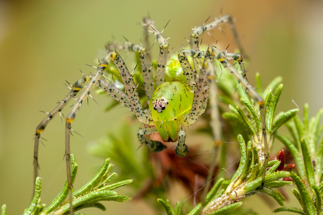 Green lynx spider oxiopidae from South Africa habitus