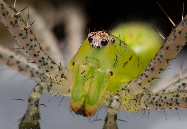 portrait of a green lynx spider from South Africa