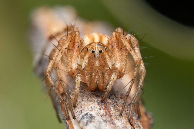 brown lynx spider