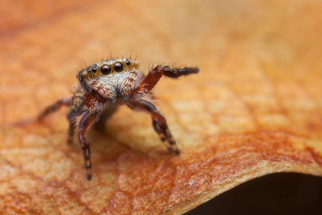 Rhene jumping spider South Africa