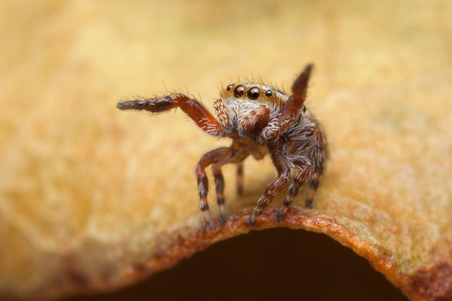 Rhene jumping spider South Africa