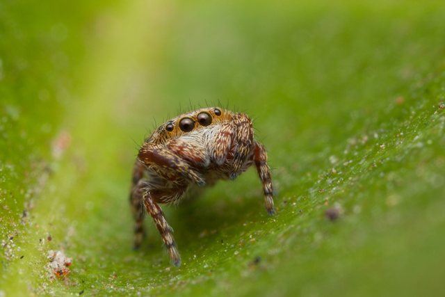 rhene spider from South Africa frontal view