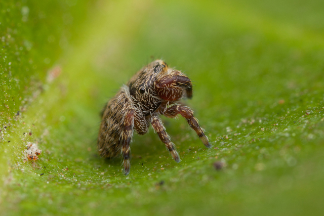 rhene jumping spider side view