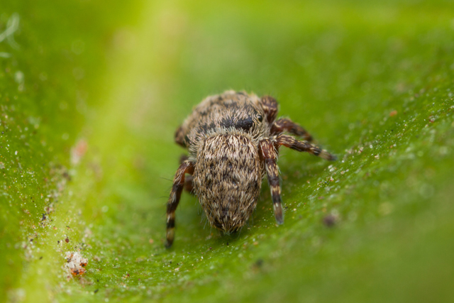 rhene jumping spider back abdomen view