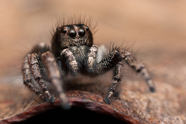 Baryphas ahenus male jumping spider South Africa