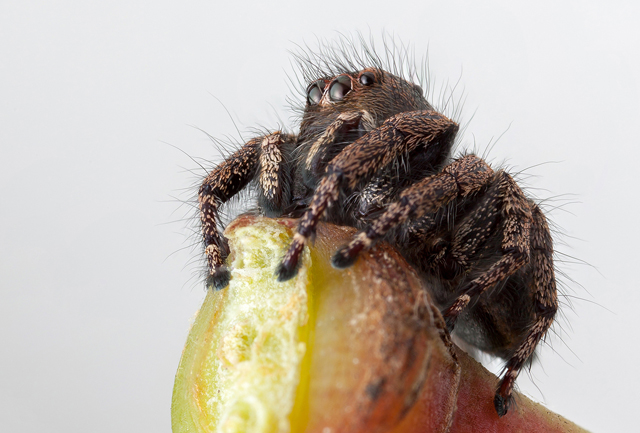 Baryphas ahenus male jumping spider South Africa on stick