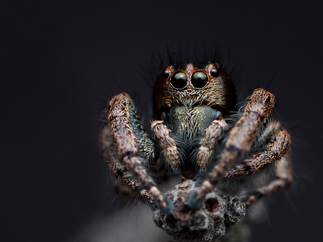 Baryphas ahenus male jumping spider South Africa