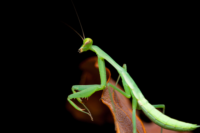 green mantis from South Africa