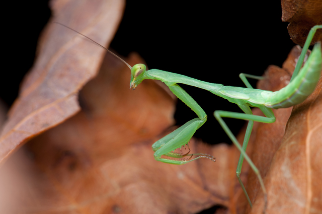 green mantis on brown leaf