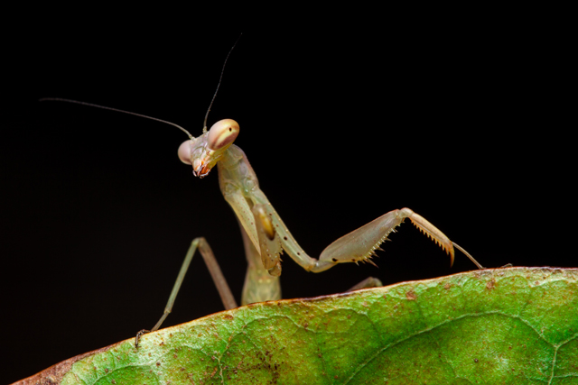 mantis on leaf