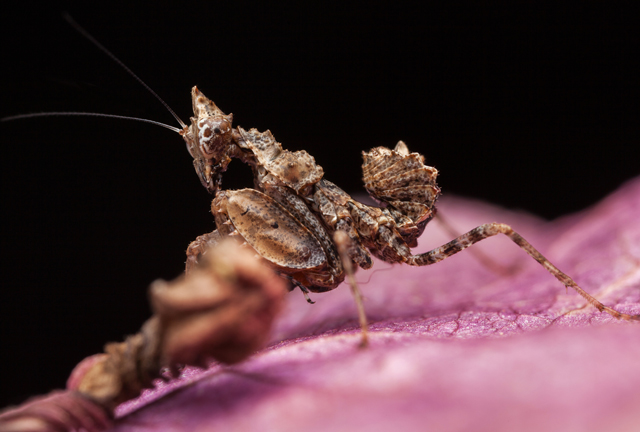 Oxypilus boxer mantis South Africa