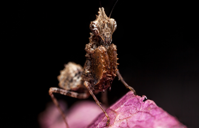 Oxypilus boxer mantis from South Africa