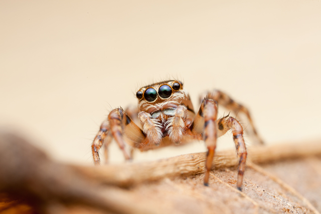 female Thyenula jumping spider from South Africa