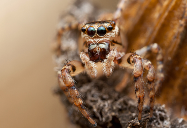 frontal view of female Thyenula jumping spider from South Africa