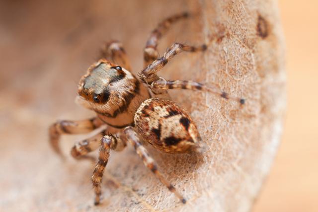 female Thyenula jumping spider from South Africa
