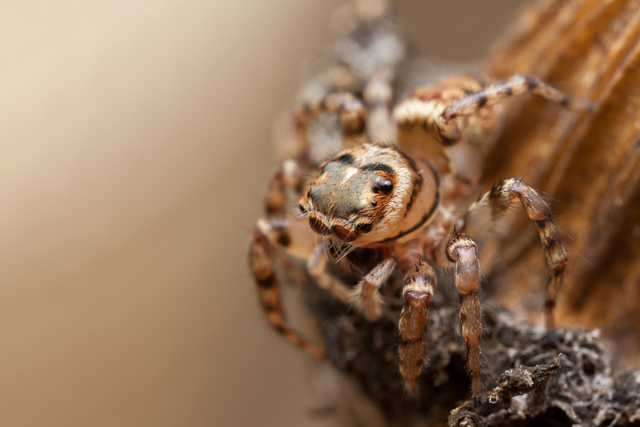 female Thyenula jumping spider from South Africa