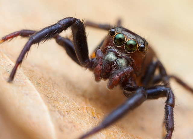 Thyenula jumping spider from South Africa