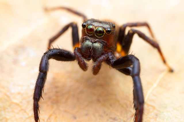 Thyenula jumping spider from South Africa