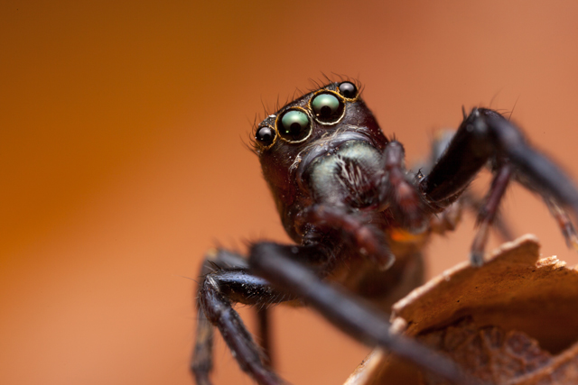 Thyenula jumping spider from South Africa