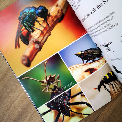 Macrophotos of Christian Brockes in Insects Magazine Chiiz