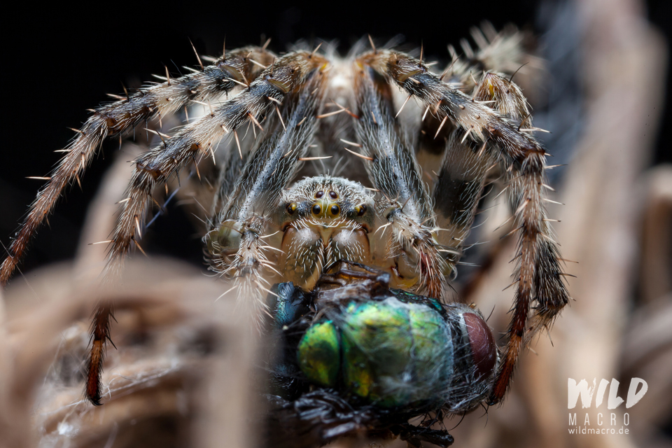 Cross spider (Araneus diadematus) with fly prey