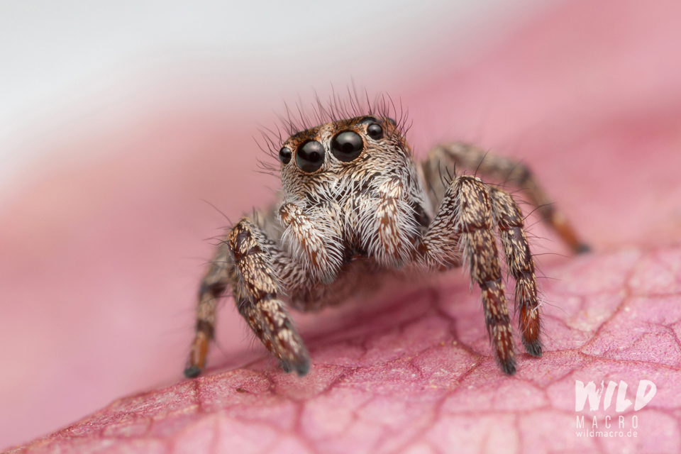 Baryphas ahenus female jumping spider from South Africa