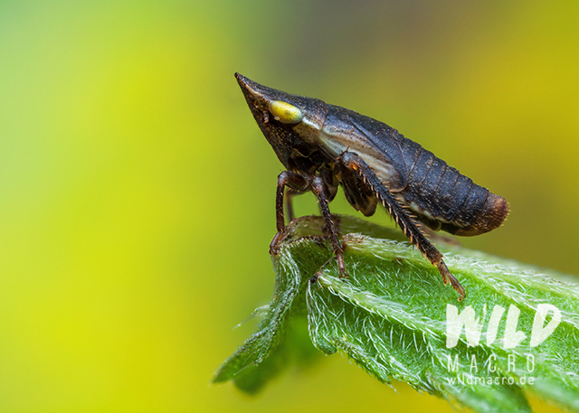 black planthopper with spiky head