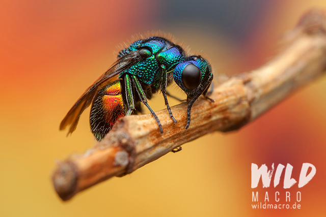 Goldwespe (chrysis ignata) colourful metallic cuckoo wasp