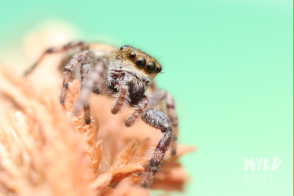 Dendryphantes rudis Springspinne jumping spider