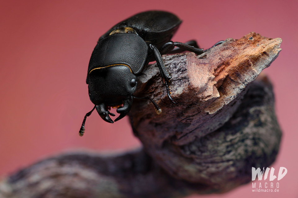 Lesser stag beetle (Dorcus parallelipipedus)