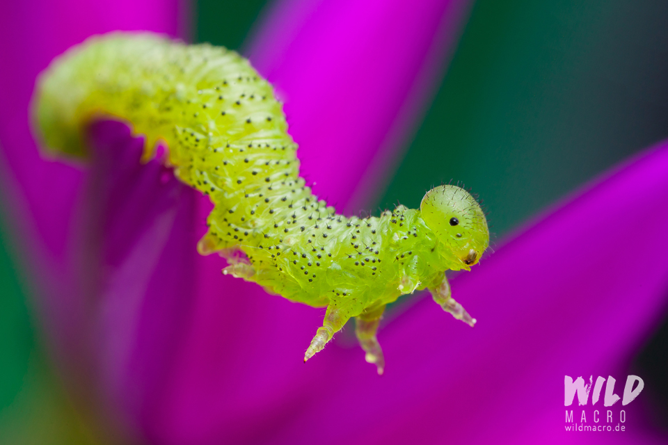 Green Sawfly larva in flower