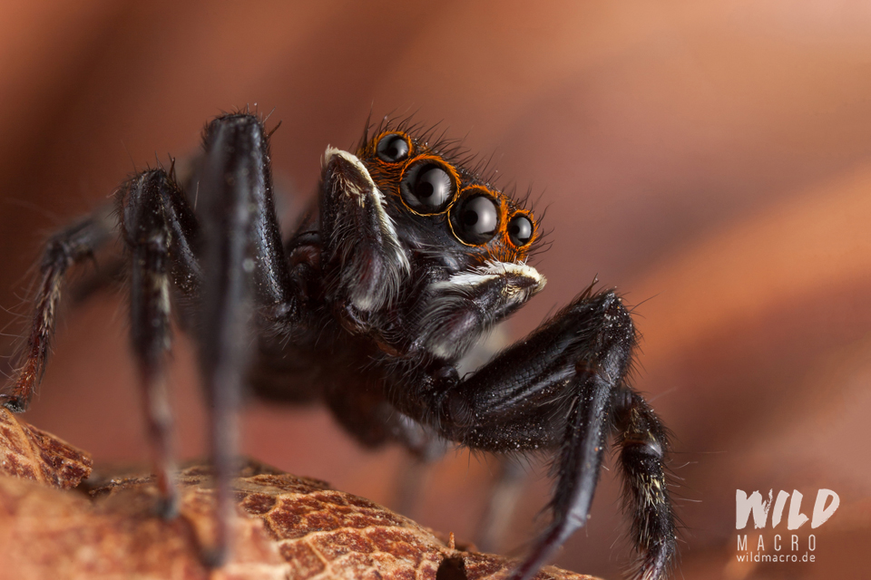 Hasarius adansoni male jumping spider from South Africa