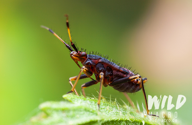 larva of deraeocoris ruber