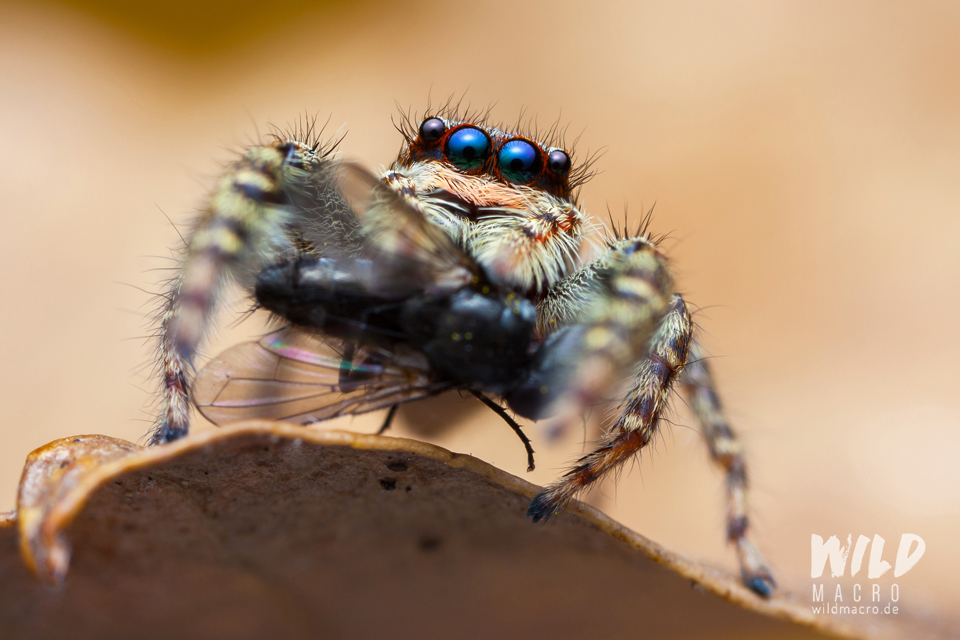 Female Marpissa muscosa jumping spider with fly prey