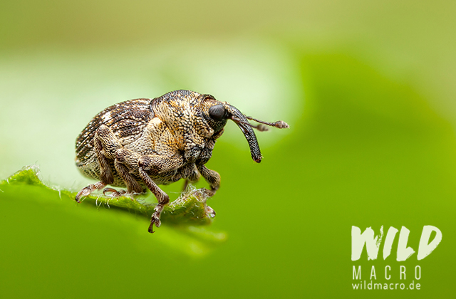 Weevil nedyus quadrimaculatus