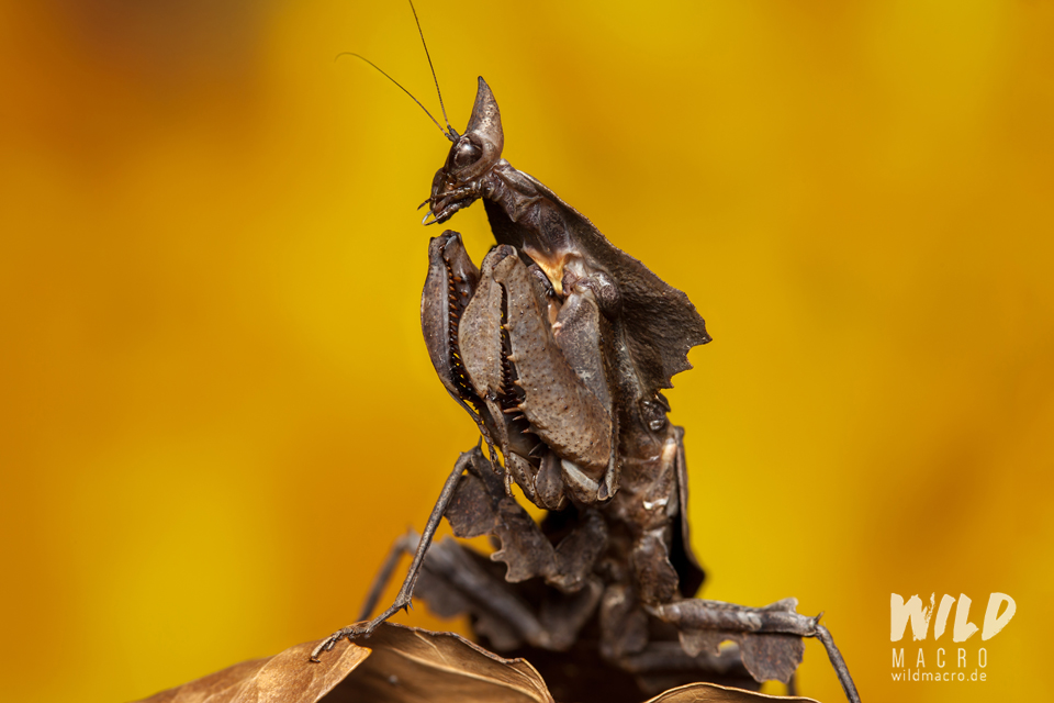 Parablepharis kuhlii asiatica praying mantis