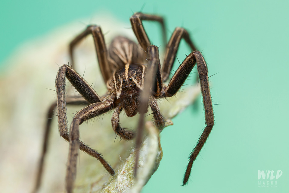 Nursery web spider Pisaura mirabilis