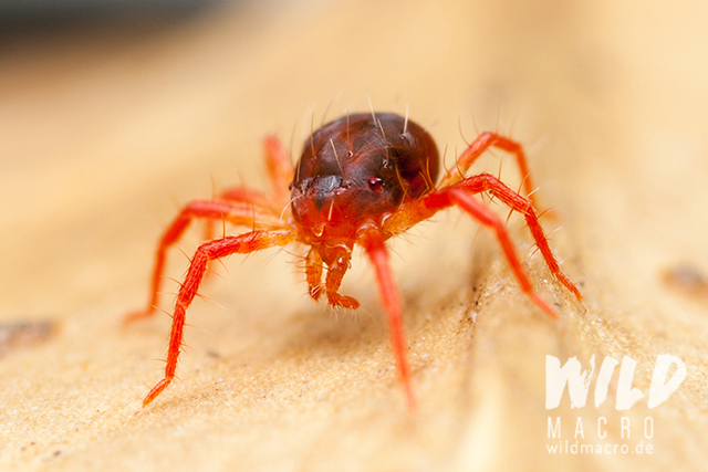 predatory red mite (Raubmilbe)