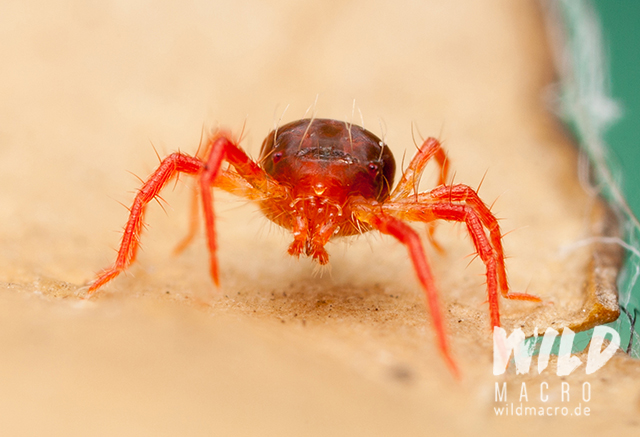 predatory red mite